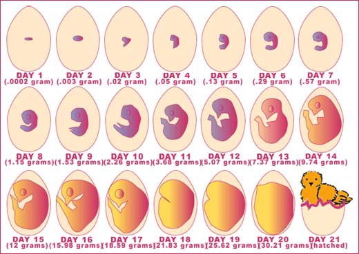 21 day timeline of chick growth