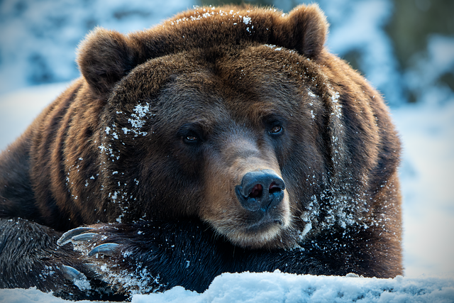 Brown Bear resting