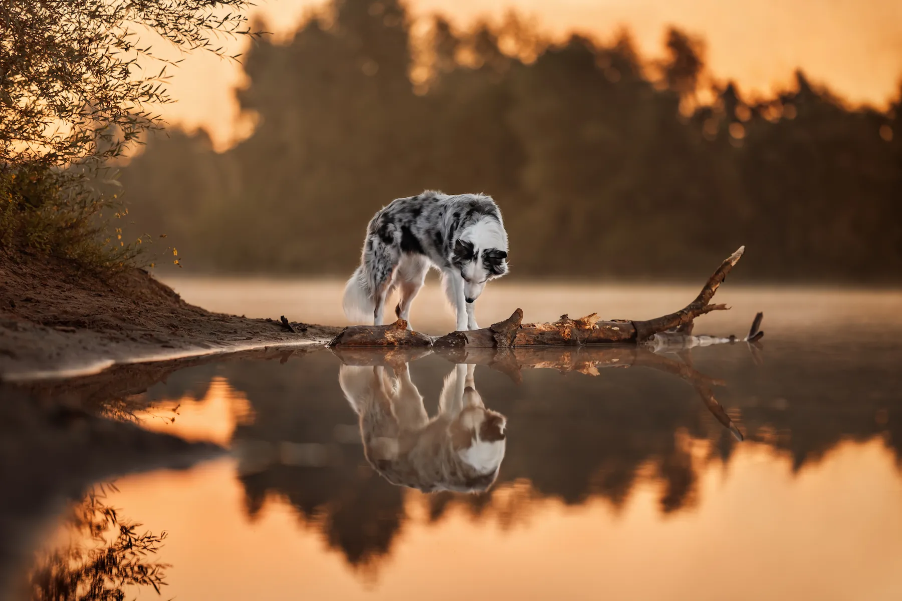 Dog looking at reflection in water