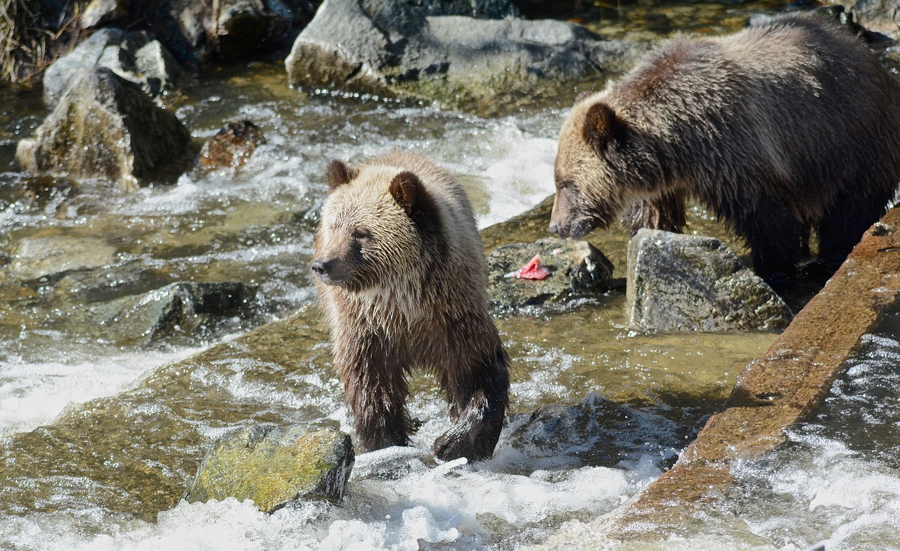 Grizzly bear cub at stream