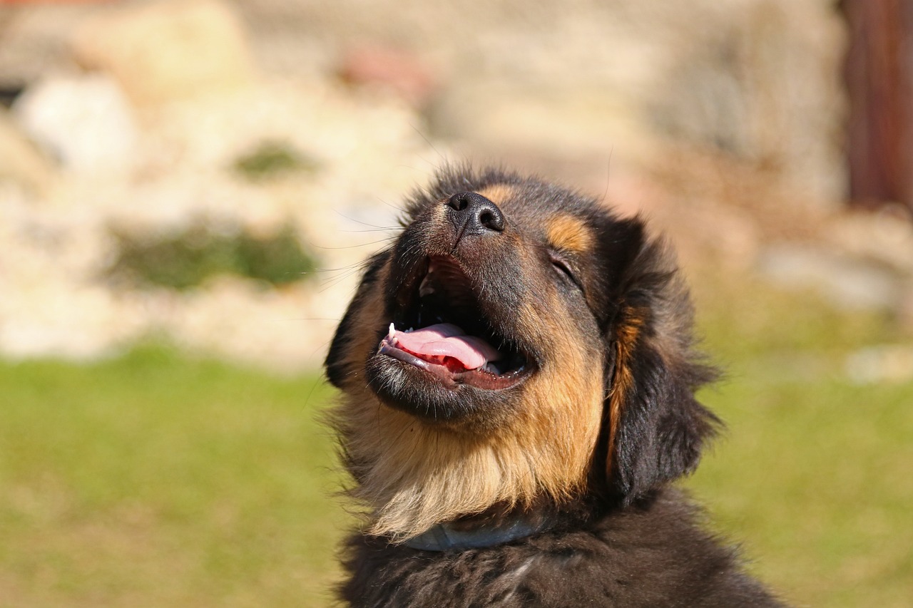 A happy german shepherd puppy