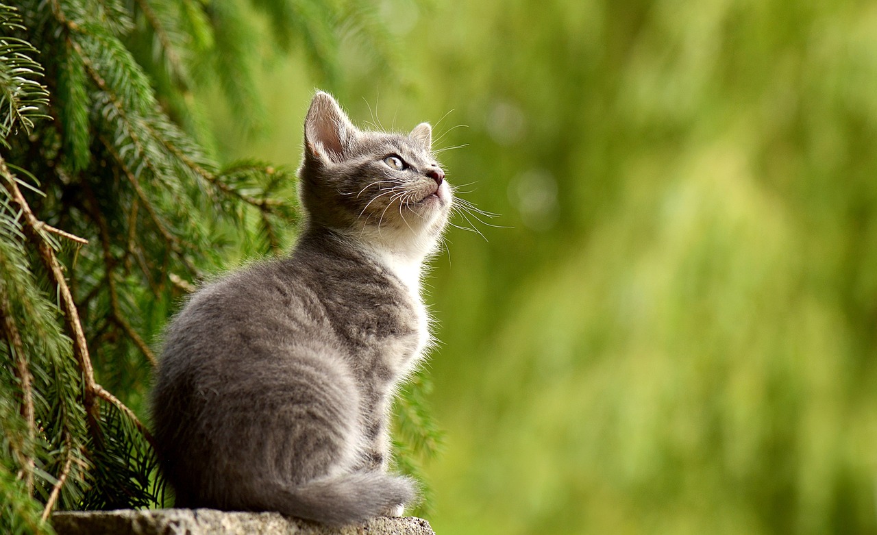 A kitten outdoors
