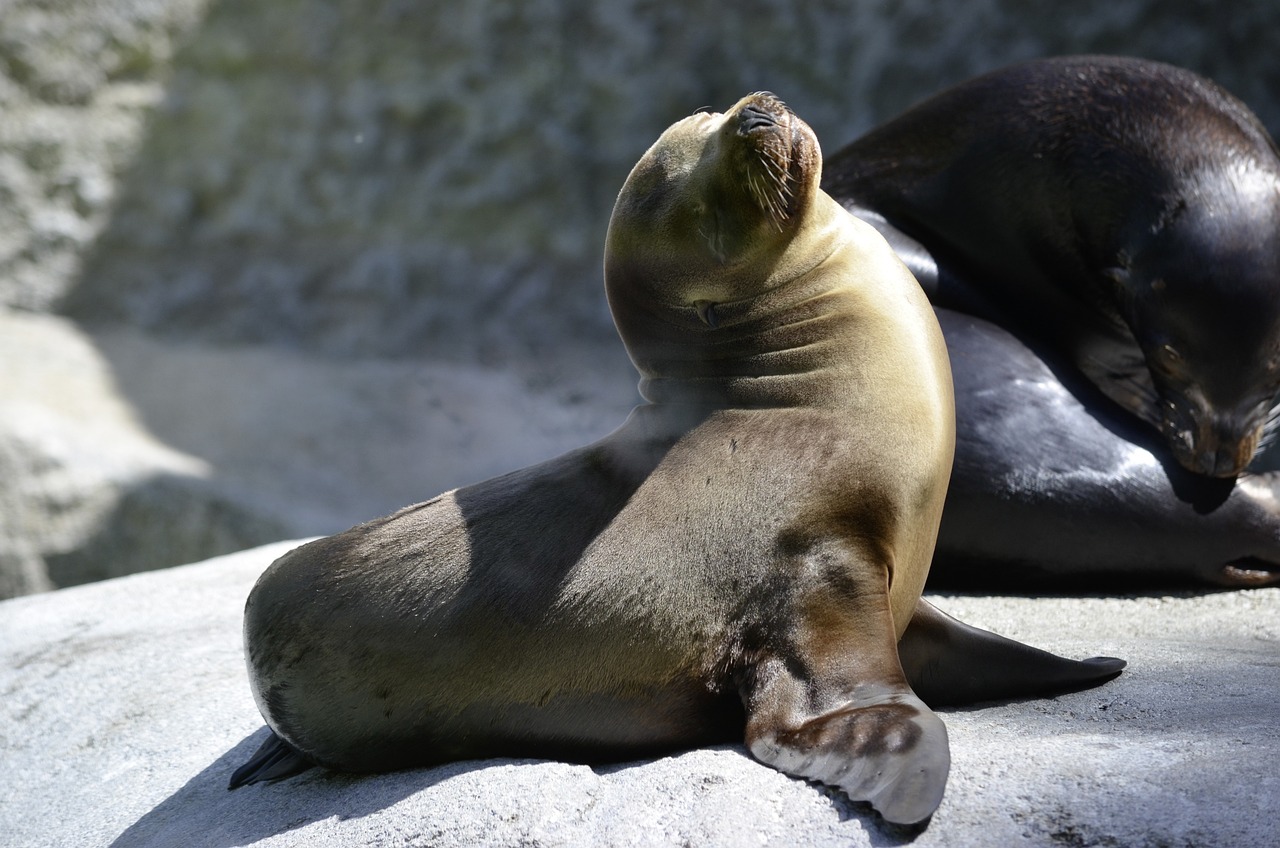 Seal pup sunning itself on rock
